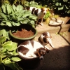 Ik hoef geen dure hondenmand hoor baasje, een plantenbak (speciekuip met zand) ligt veel beter.
