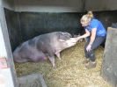 Bonte Bentheimer Farm Hoeve het Rondgors