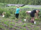Samen kruisbessen plukken in de moestuin!